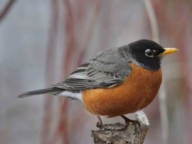 Фото American Robin