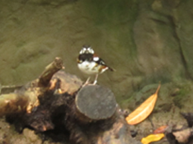 Фото Chestnut-backed thrush