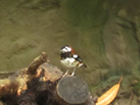 Фото Chestnut-backed thrush