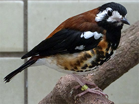 Фото Chestnut-backed thrush