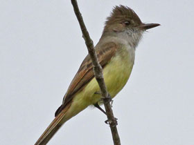 Фото Great crested flycatcher