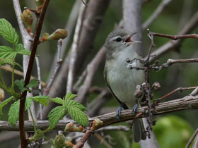 Фото Warbling vireo