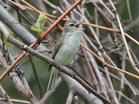 Фото Warbling vireo