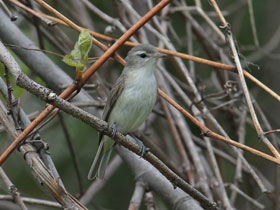 Фото Warbling vireo