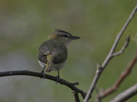 Фото Red-eyed vireo