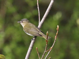 Фото Red-eyed vireo