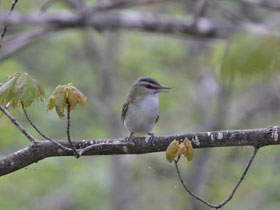 Фото Red-eyed vireo