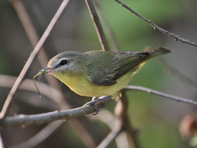 Фото Philadelphia Vireo