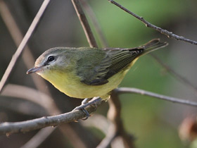 Фото Philadelphia Vireo