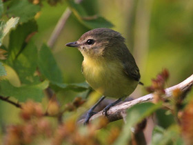 Фото Philadelphia Vireo