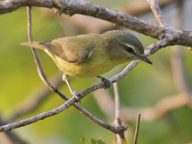 Фото Philadelphia Vireo