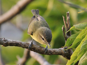 Фото Philadelphia Vireo