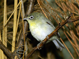 Фото Japanese white-eye