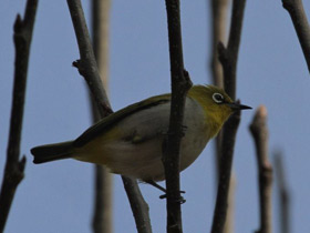 Фото Oriental white-eye