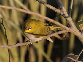 Фото Oriental white-eye