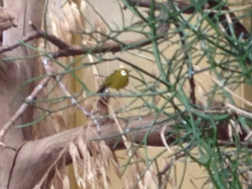 Фото Montane white-eye