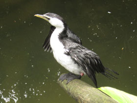 Фото Little pied cormorant