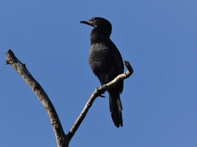 Фото Little cormorant