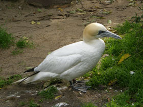 Фото Northern gannet