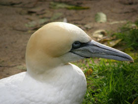 Фото Northern gannet