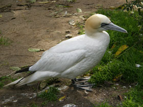 Фото Northern gannet