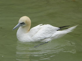 Фото Northern gannet