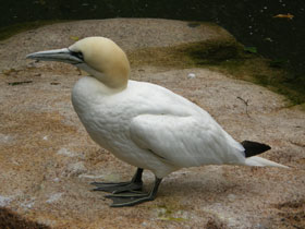 Фото Northern gannet