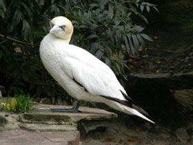 Фото Northern gannet