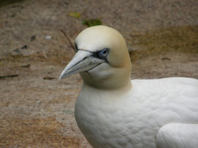 Фото Northern gannet