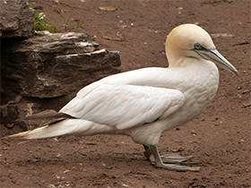 Фото Northern gannet