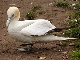 Фото Northern gannet