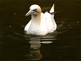 Фото Northern gannet