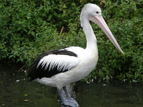 Фото Australian pelican
