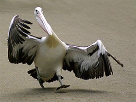 Фото Australian pelican