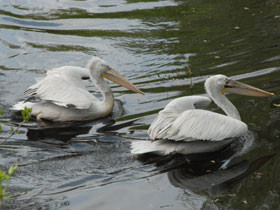 Фото Dalmatian pelican