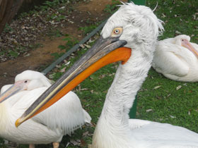 Фото Dalmatian pelican