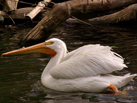 Фото American white pelican