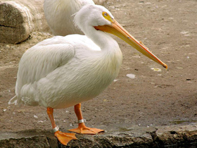 Фото American white pelican