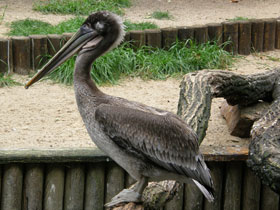 Фото Brown pelican