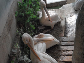 Фото Great white pelican