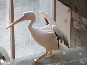 Фото Great white pelican