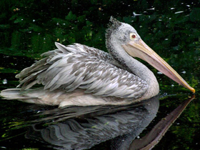Фото Spot-billed pelican