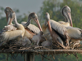 Фото Spot-billed pelican