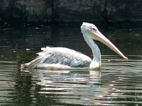 Фото Pink-backed pelican
