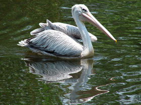 Фото Pink-backed pelican