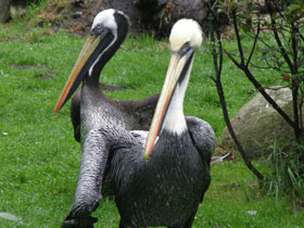Фото Peruvian pelican