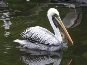 Фото Peruvian pelican