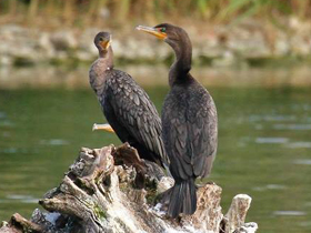 Фото Double-crested cormorant