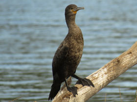 Фото Cape cormorant