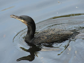 Фото Great cormorant